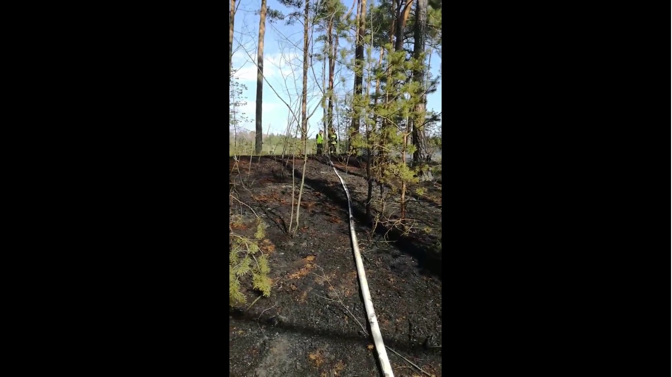 Photo of Grupka młodych ludzi  podpaliła las na Wygodzie? – FILM