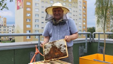 Photo of Ćwierć miliona pszczół na dachu galerii. Za nami drugie miodobranie – FILM,ZDJĘCIA