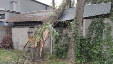 Photo of Powalone i połamane drzewa, uszkodzone dachy – ponad 70 zgłoszeń do straży pożarnej. Skutki popołudniowej wichury – foto, wideo