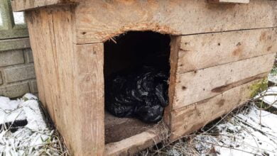 Photo of Moszczenica: Dragi ukrył w psiej budzie. Policja zatrzymała 3 osoby