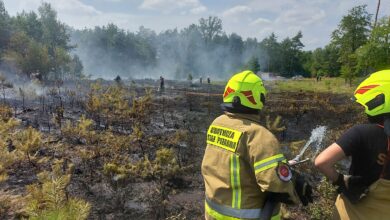 Photo of Pożar lasu w okolicach Poniatowa. Z żywiołem walczy 13 zastępów strażaków i samolot gaśniczy