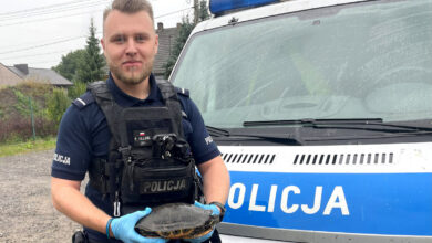 Photo of Policjanci uratowali żółwia