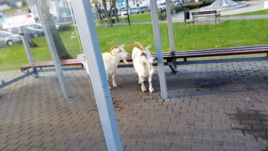Photo of Kozy czekały na autobus?
