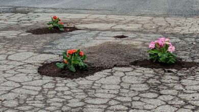 Photo of Na Różanej w dziurach w ulicy „wyrosły”… kwiatki