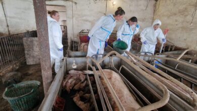Photo of Niemal 60 martwych świń ujawniono w gospodarstwie w miejscowości Grabina Wola