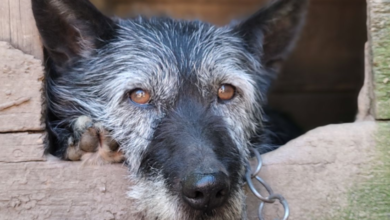 Photo of Zostań wolontariuszem i pomóż zbierać podpisy ws. ustawy „Stop łańcuchom, pseudohodowlom i bezdomności zwierząt”