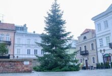 Photo of Piotrków wraca do tradycji: żywa choinka na święta zamiast plastikowego stożka