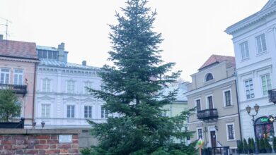 Photo of Piotrków wraca do tradycji: żywa choinka na święta zamiast plastikowego stożka