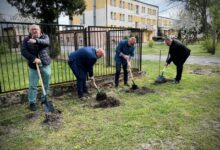 Photo of By zostały z nami na lata – wspólne sadzenie drzewek w Łochyńsku na Dzień Ziemi